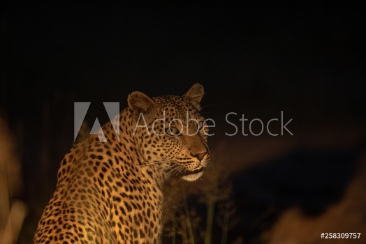 Bild på Young female leopard at night with a spotlight in the bush